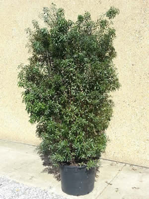 wax myrtle shrubs
